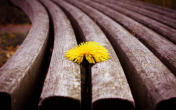 Flowers, Flower, Wooden, Bench, Dandelion, Proros HD wallpaper