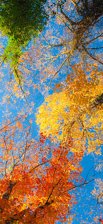 Fall , Scenic beauty, and , Autumnal colors HD phone wallpaper