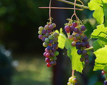 Food, Vine, Grapes, Berries HD wallpaper