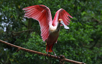 Animals, Bird, Branch, Wings, Wave, Big, Sweep, Exotic HD wallpaper