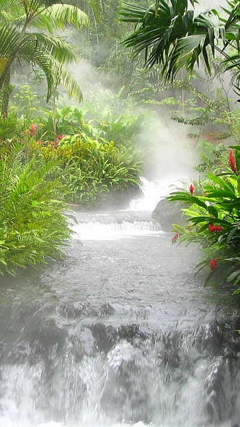 Enigmatic jungle, Mystical aura, Nature's allure, Serene foliage HD phone wallpaper