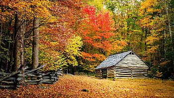 Fall Foliage, Great Smoky Mountain National Park, Tennessee, leaves, usa, fall, trees, colors, usacabin HD wallpaper