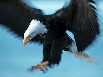 eagle for tamara012, claw, beak, eagle, bird of prey HD wallpaper