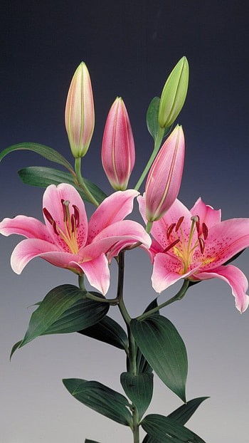 Pink Lily, Beautiful, Background HD phone wallpaper