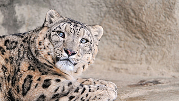 Leopard, National Geographic, Rock 29312, Wild animal beauty HD wallpaper