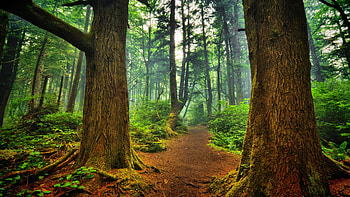 deep in the forest, mist, lane, forest, large trees HD wallpaper
