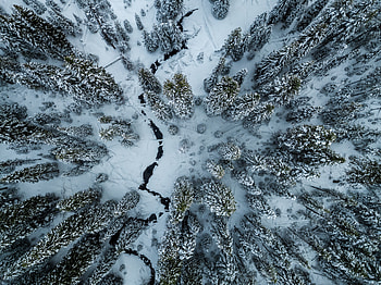 Winter, aerial view, trees, forest, white HD wallpaper