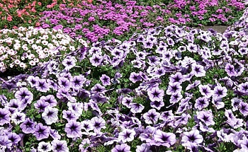 Flowers, Bright, Flower Bed, Flowerbed, Lot, Petunia HD wallpaper