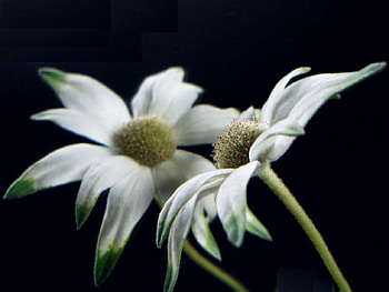 Flannel Flower, reflection HD wallpaper