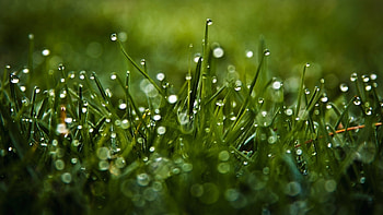 Grass dew, Grass, green, nature, dew, macro HD wallpaper