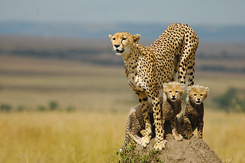 Cheetah, Graceful predator, Fastest land animal, Spotted coat HD wallpaper