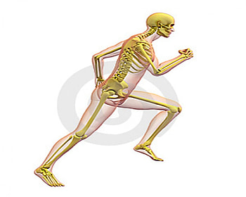 Human body, anatomy HD wallpaper