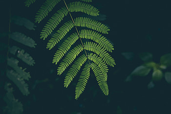 Leaf, green, fern, close up HD wallpaper