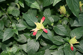 A Good day at Edmonton Garden AB 11, leaves, graphy, yellow, green, red, Flowers HD wallpaper