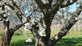 Blossom, Apple Trees HD wallpaper