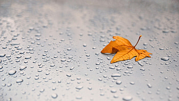 Drops, Macro, Surface, Sheet, Leaf, Maple HD wallpaper