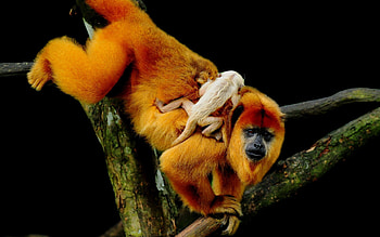 Animals, Monkeys, Wood, Young, Tree, Joey, Climb HD wallpaper