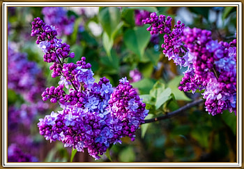 FRAMED FLOWERS, FLOWERS, NATURE, FRAMED HD wallpaper
