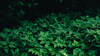 Leaf wood mountain HD wallpaper