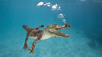 Animals, Bubbles, Young, Underwater World, To Swim, Swim, Joey, Crocodile, Breath HD wallpaper