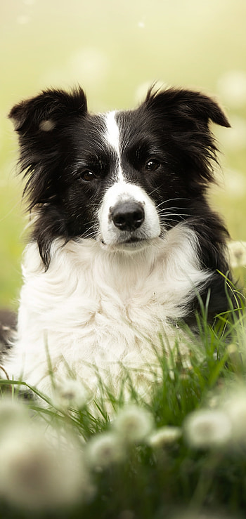 Border Collie Bliss — Meadow , Animal, border collie HD phone wallpaper