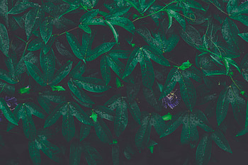 Nature, Leaves, Drops, Flower, Plant, Wet, Humid HD wallpaper