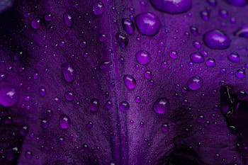 Water, Drops, Macro, Petal HD wallpaper