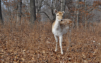 Animals, Trees, Grass, Forest, Roe Deer, Roe HD wallpaper