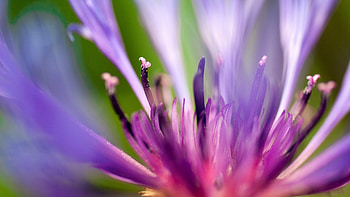 Plants, Flowers HD wallpaper
