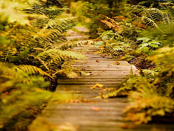 forest path, autumn, leafs, forest HD wallpaper