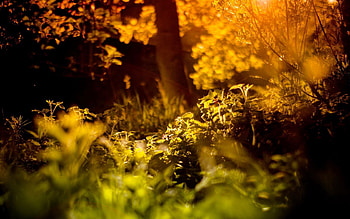 Nature, Shine, Light, Forest, Blur, Herbs, Herbage HD wallpaper