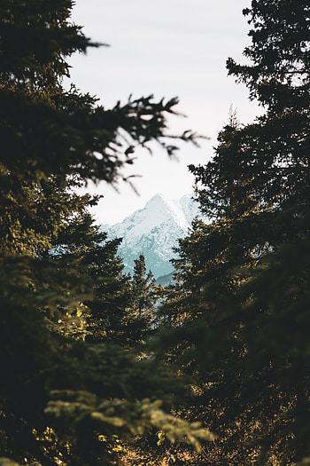 Nature, Trees, Pine, Mountain, Vertex, Top, Forest HD phone wallpaper