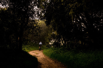 Trees, Dark, Path, Bicycle, Cyclist HD wallpaper