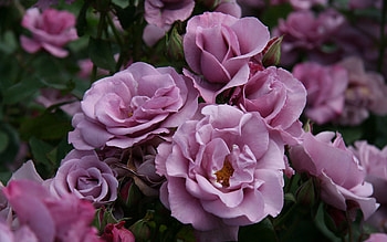 Flowers, Roses, Leaves, Bush, Garden, Buds HD wallpaper