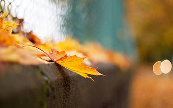 Autumn, Macro, Grid, Sheet, Leaf, Fence, Bokeh, Boquet HD wallpaper