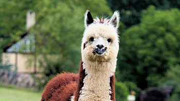 Alpaca beauty, Majestic animals, Graceful creatures, Nature's wonders HD wallpaper