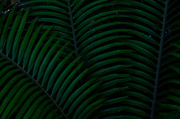 Leaves, Plant, Dark, Palm HD wallpaper