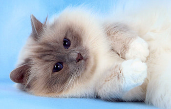 Birman, Cat HD wallpaper