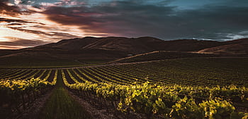 Beautiful vineyard with mountains in Santa Maria, CA during sunset, showcasing lush grapevines. HD wallpaper