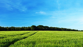 Field, landscape, nature, graphy HD wallpaper