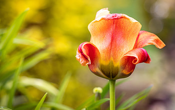 Tulip, nature, pretty, flower HD wallpaper