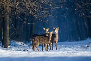 Winter Deer Trio — Forest, Animal, deer HD wallpaper