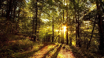 Nature, Trees, Shine, Light, Road, Forest, Shadows, Sunlight, Sun Rays HD wallpaper