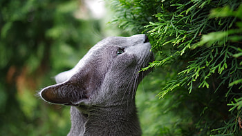 Russian blue cat, blue, pussy, cat, Russian HD wallpaper