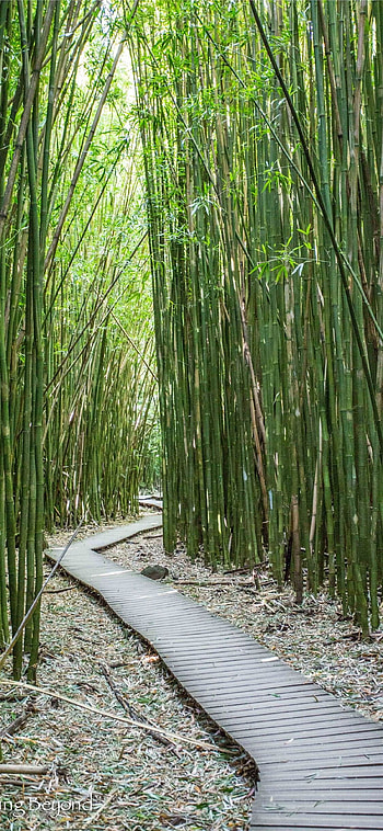 Bamboo , Saganobambooforest, Kyoto Japan, 11 HD phone wallpaper