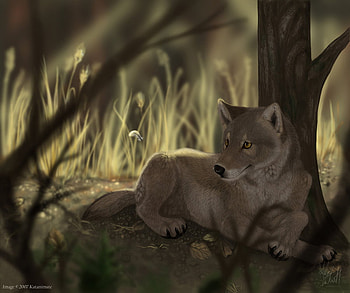 Wolf resting, animal, wildlife, painting, wolf, wild HD wallpaper