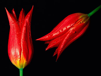 Flowers, Background, Tulips, Drops, Two HD wallpaper
