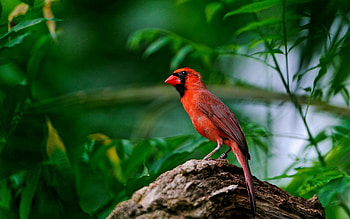 Animals, Sit, Branch, Wings, Red Bird HD wallpaper