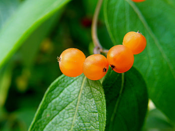 Plants, Fruits, Food, Berries HD wallpaper