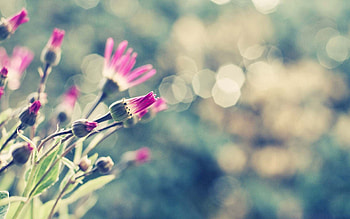 Flowers, Grass, Macro, Glare, Glade, Polyana HD wallpaper